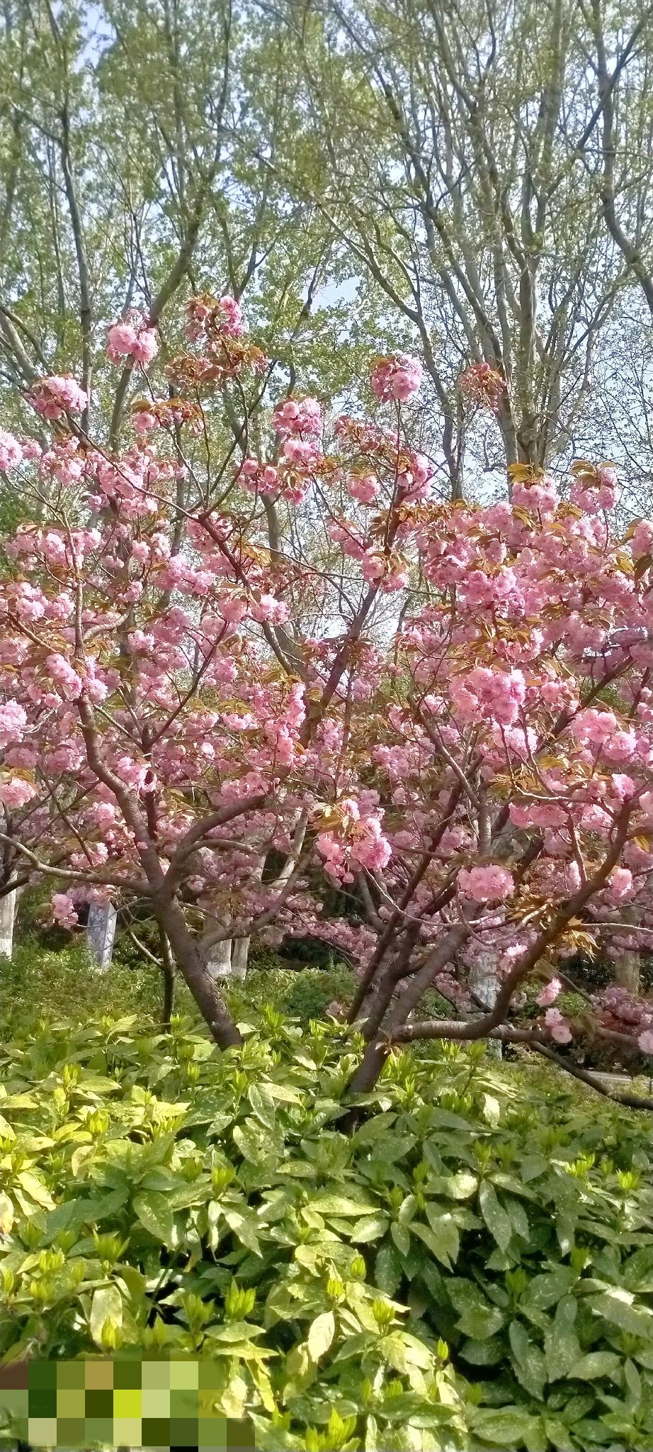 今年春天最想实现的心愿儿子今年买了房子，压力大，希望我的儿子今年多挣钱，压力小，