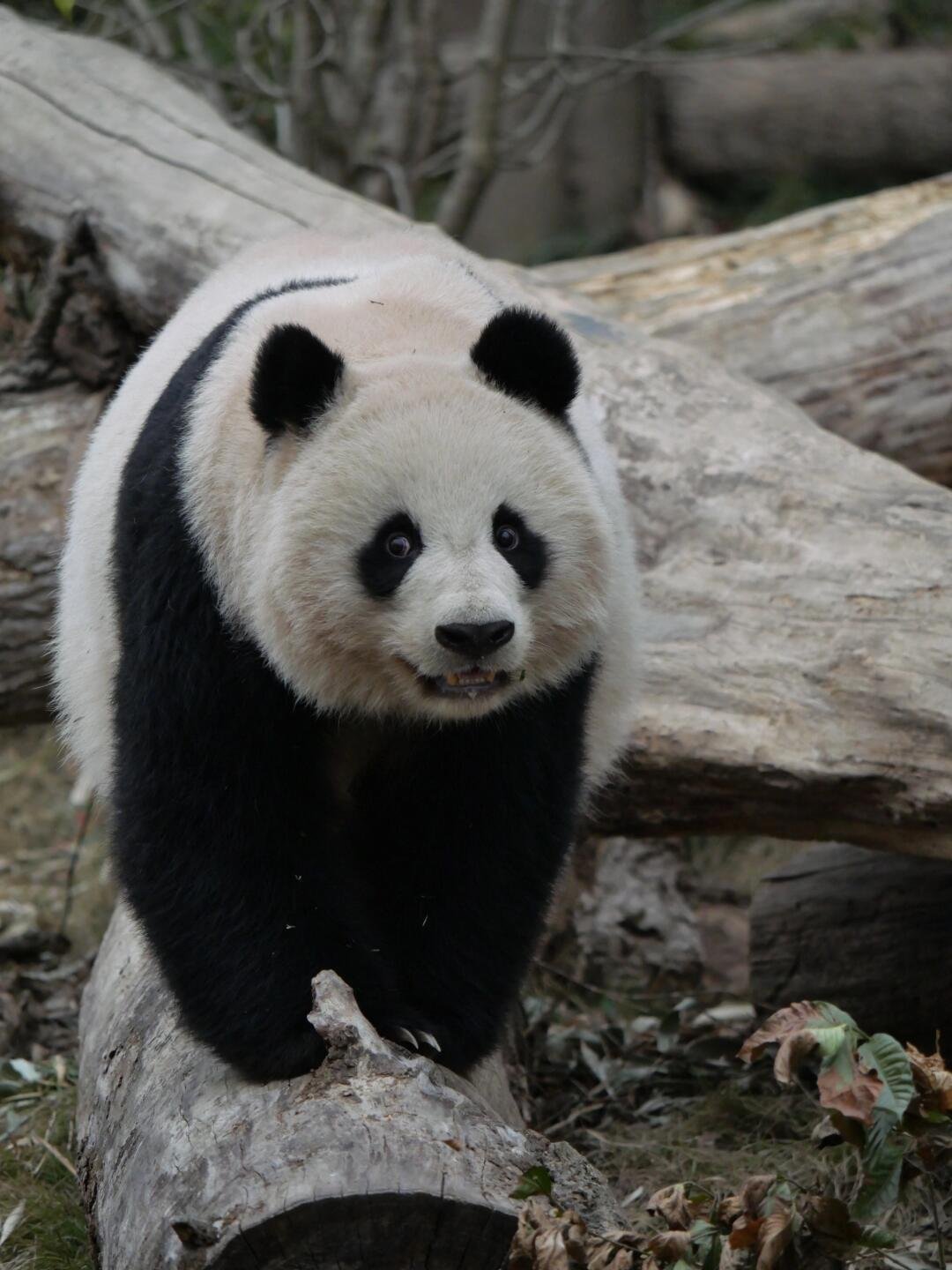 北川：微笑（女明星标准生硬的笑容），拍完了吗？🐼（cr.竹里里） 