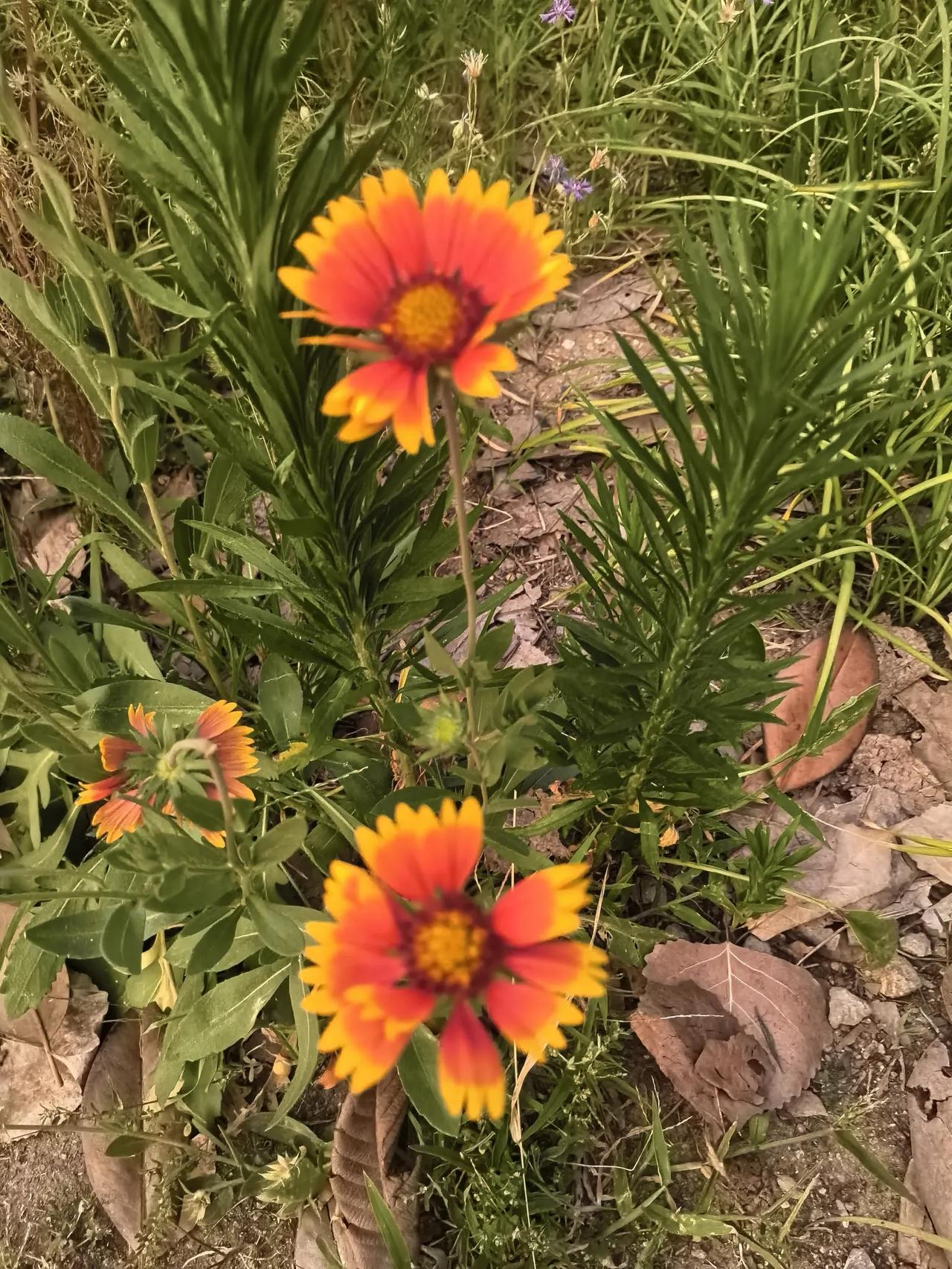 路边的野花，艳丽迷人。