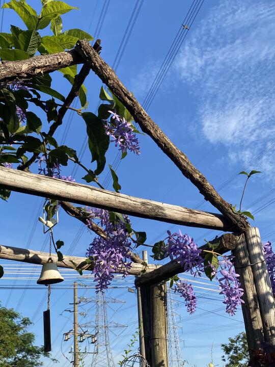 广州农场｜蓝花藤又复花啦～