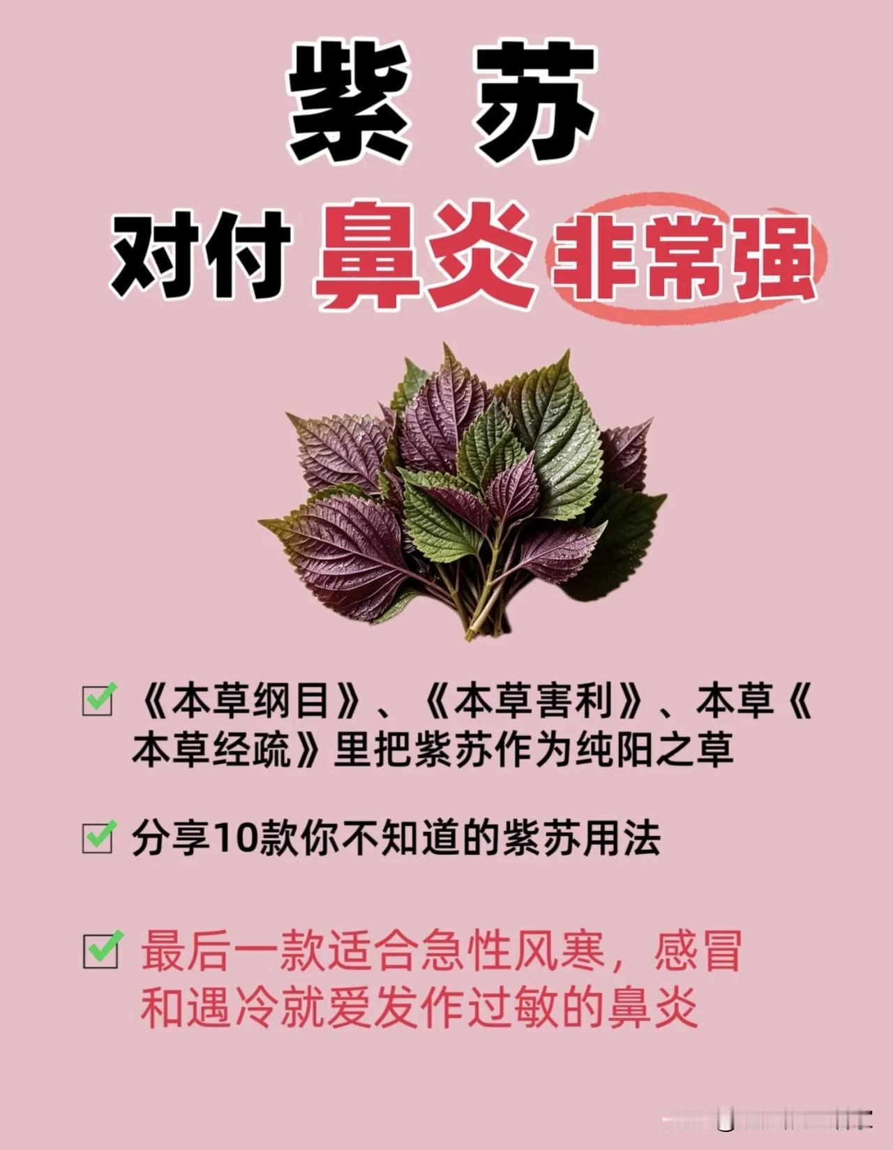 不起眼的紫苏，对付受凉型鼻炎很实用！10种用法整理好了【建议收藏】
 
很多人只