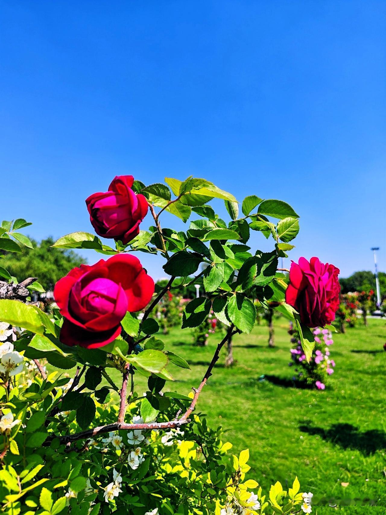 蓝天白云下的浪漫月季，尽显自然之美！🌹🌿