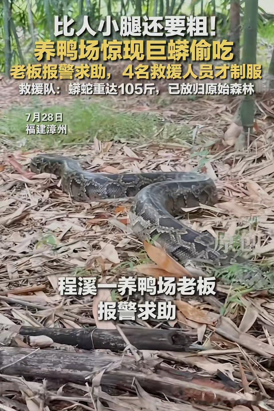 太吓人了！[尬笑][尬笑]
据大媒体红星新闻报道，近日，福建漳州程溪，一位大型养