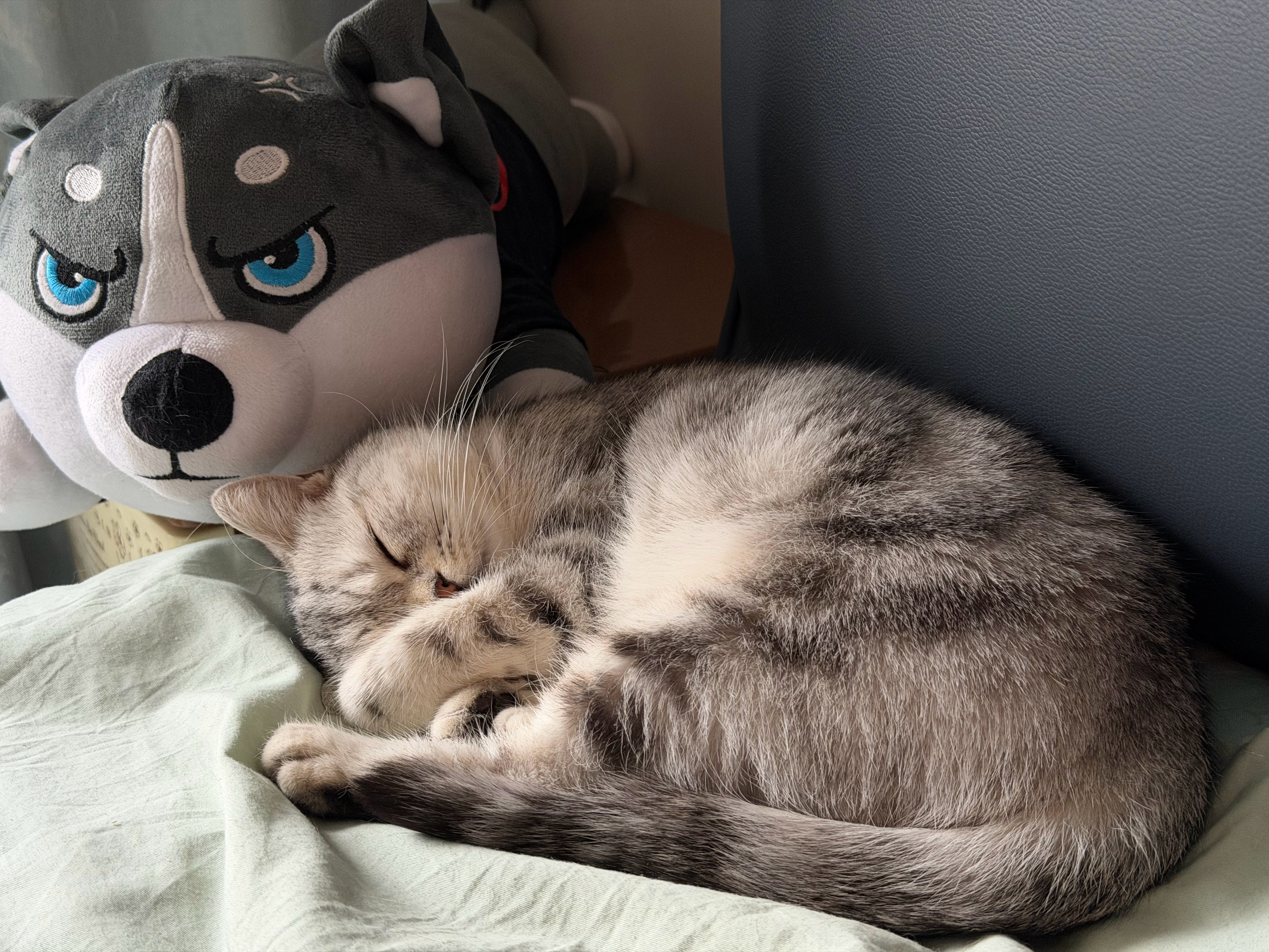 可能是最近太累了，昨晚泡完脚、戴个热敷眼罩就睡了，好像还梦见谁在拍戏……一起来就