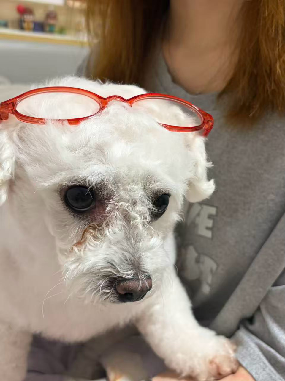 宝子我不知道你的肥爪一直踩着我的手心是什么意思。宝子你在装什么高知小狗。 