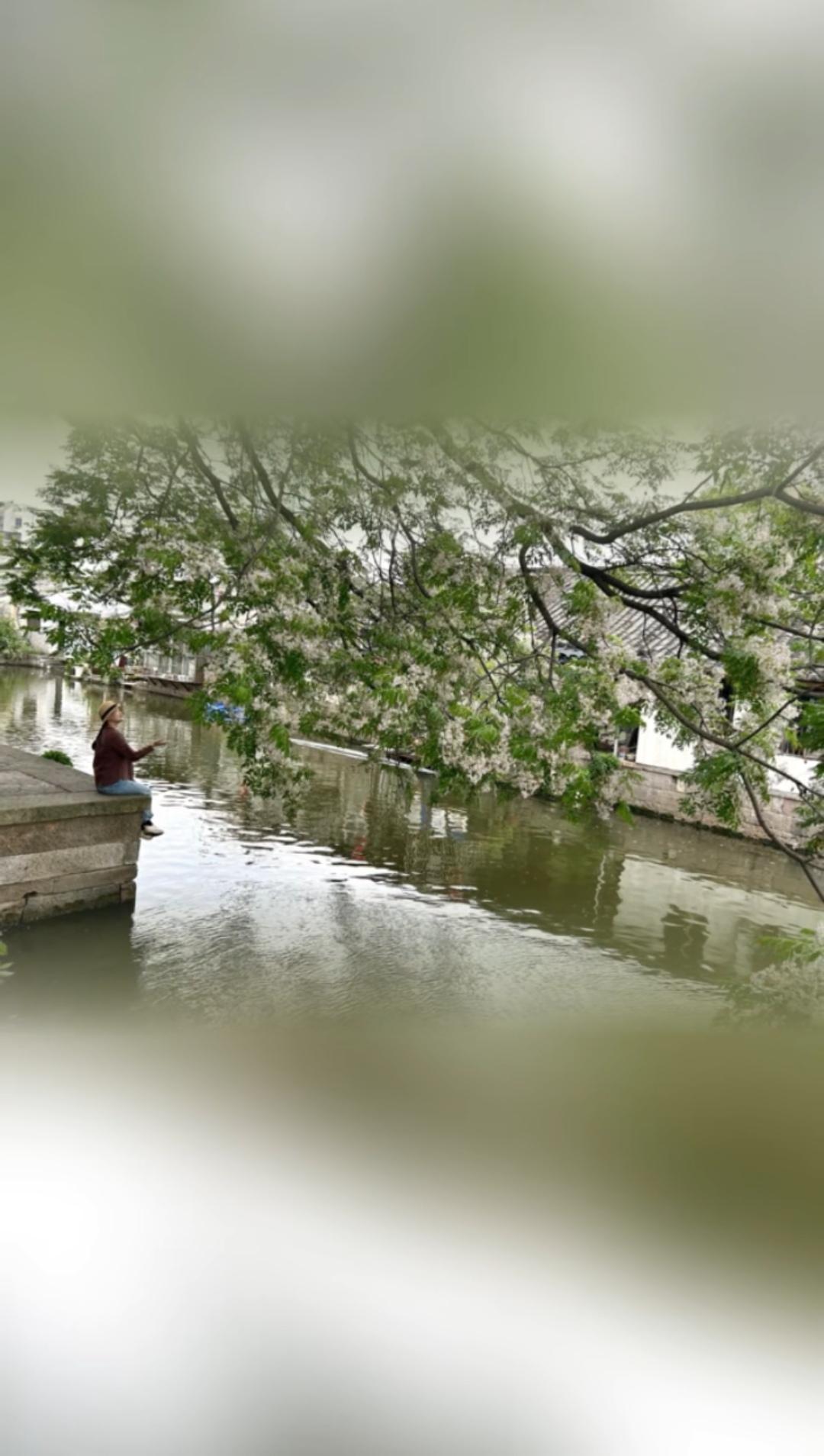 5月8日的广宁桥苦楝树苦楝树 苦楝花 绍兴苦楝树