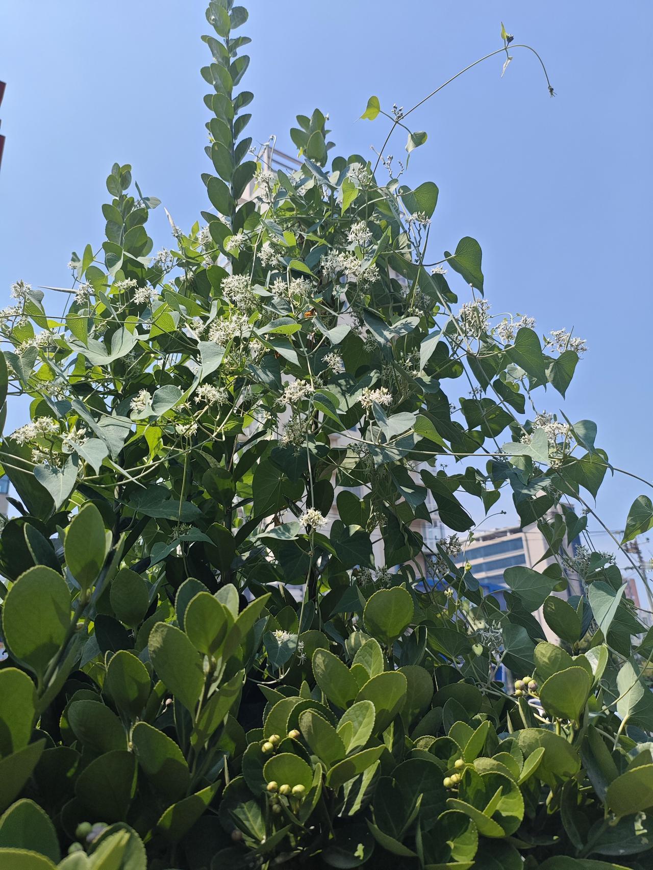 立秋了，树却开了花。
   秋来花又开 秋来满树花