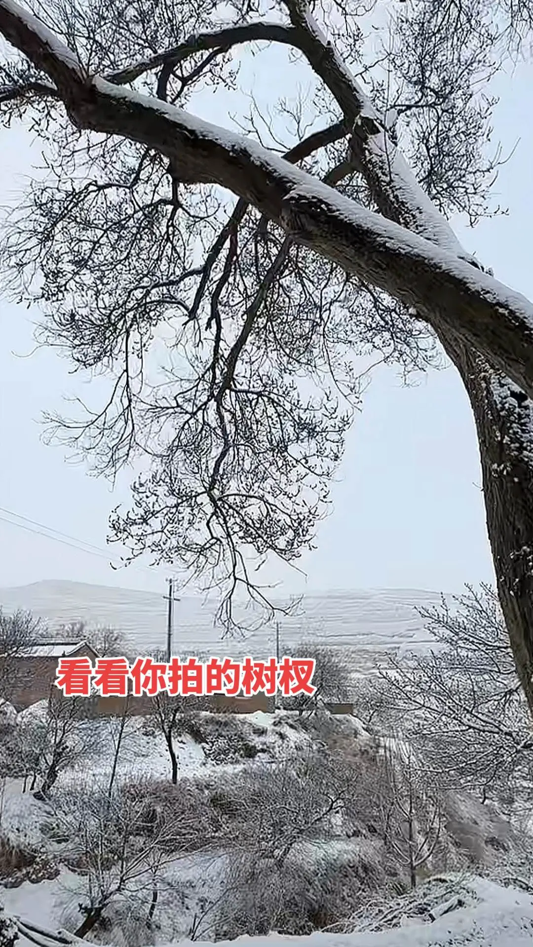 你那里下雪了吗？ 看看你拍的树杈