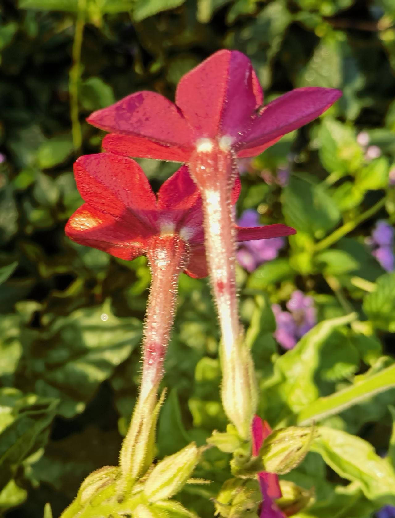 花烟草，入乡随俗，直把他乡当故乡，成为“归化”花卉的典范。
在原产地，花烟草是花