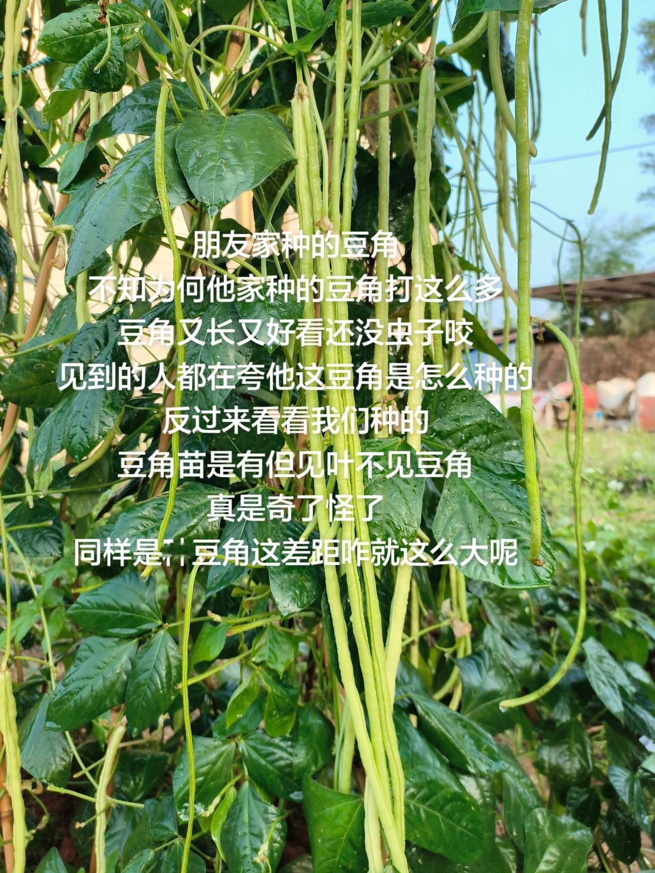 朋友家种的豆角
不知为何他家种的豆角打这么多
豆角又长又好看还没虫子咬
见到的人