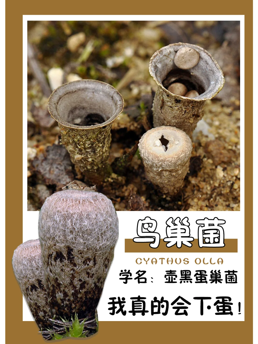 右滑，看我下蛋！