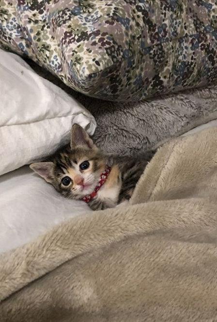 喵：我今晚能睡这吗？