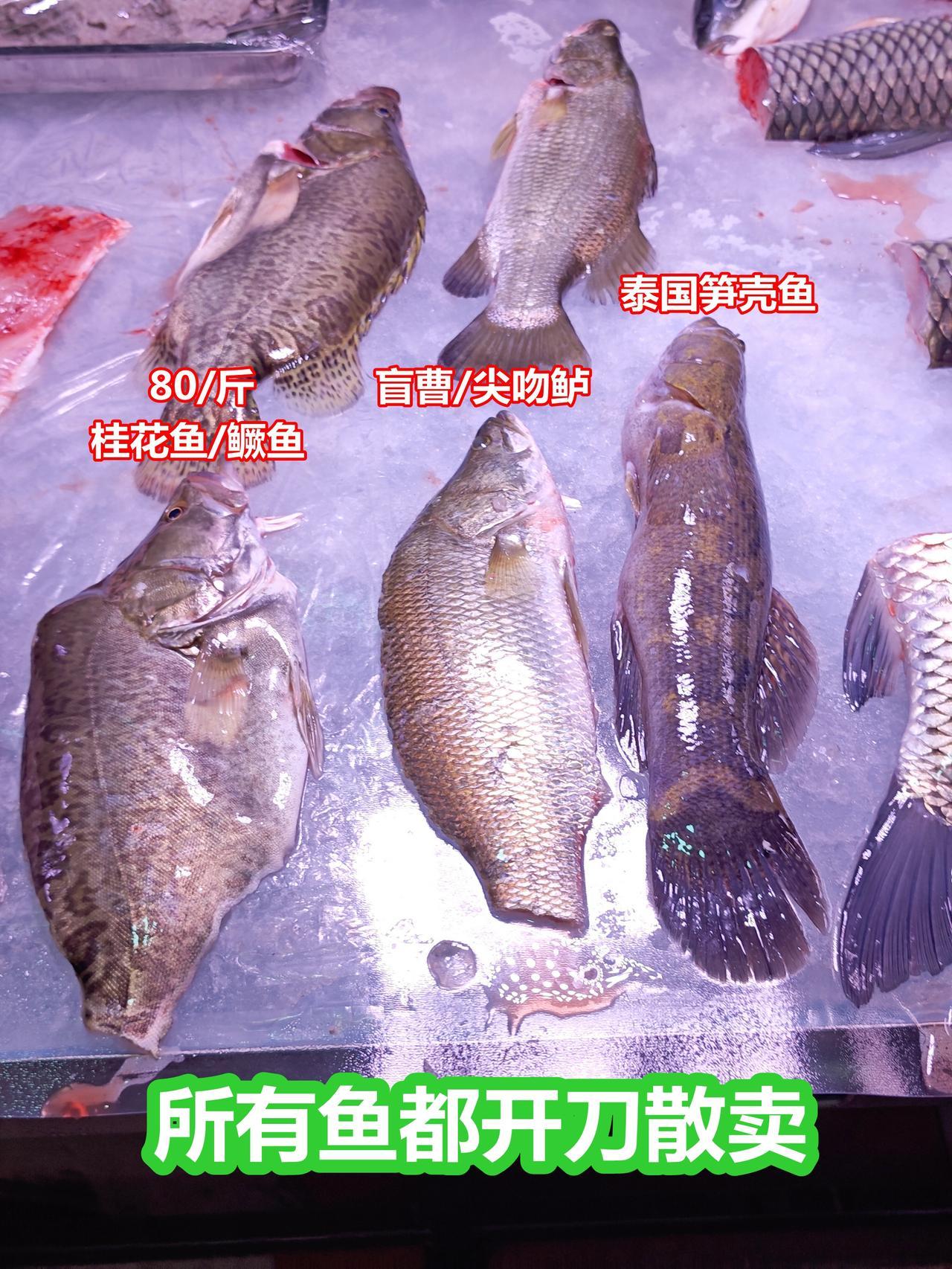 所有鱼都开刀卖，激赏，是否野生没那么重要

老板说都是北江河鱼，这当然不可能，但