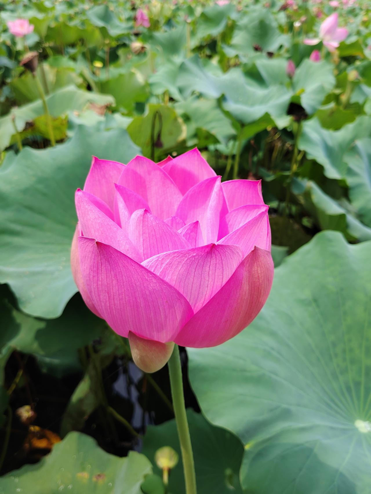 我认为是短剧。一是因为短剧符合现代人的的观看习惯，而且在较短的时间里可以看完全集