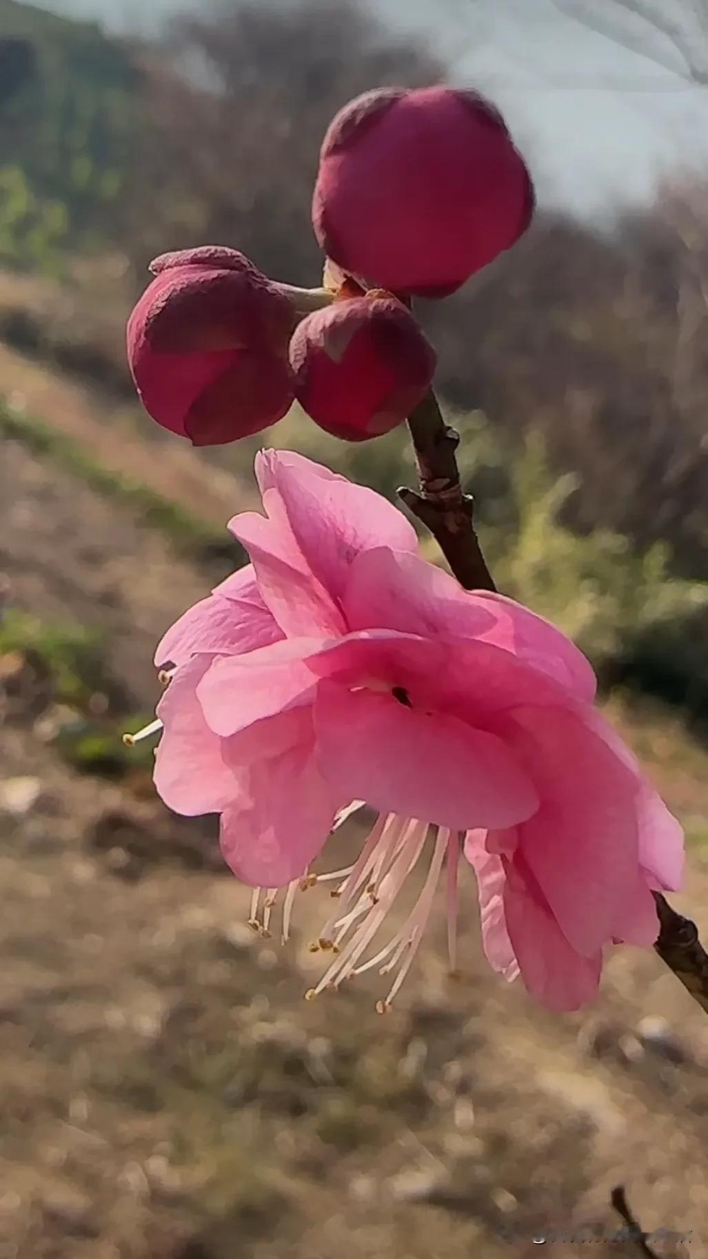 粉嫩樱花，春意盎然，美不胜收！🌸🌸🌸