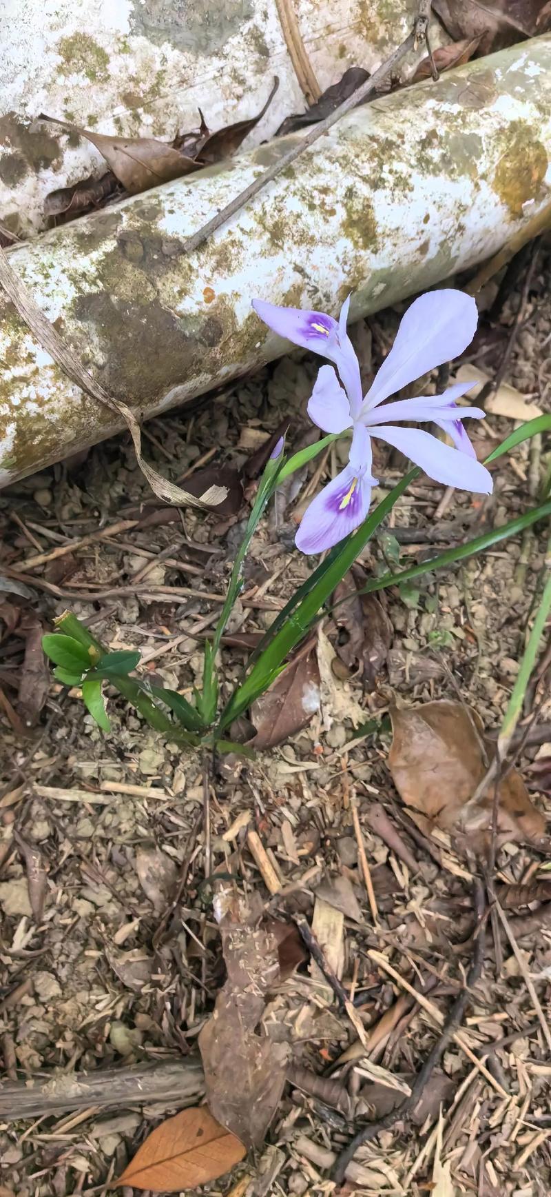 忠骨染血谁人怜，功高震主引猜忌，绝命奏章揭天机
 
你们知道吗？这句话道尽了封建