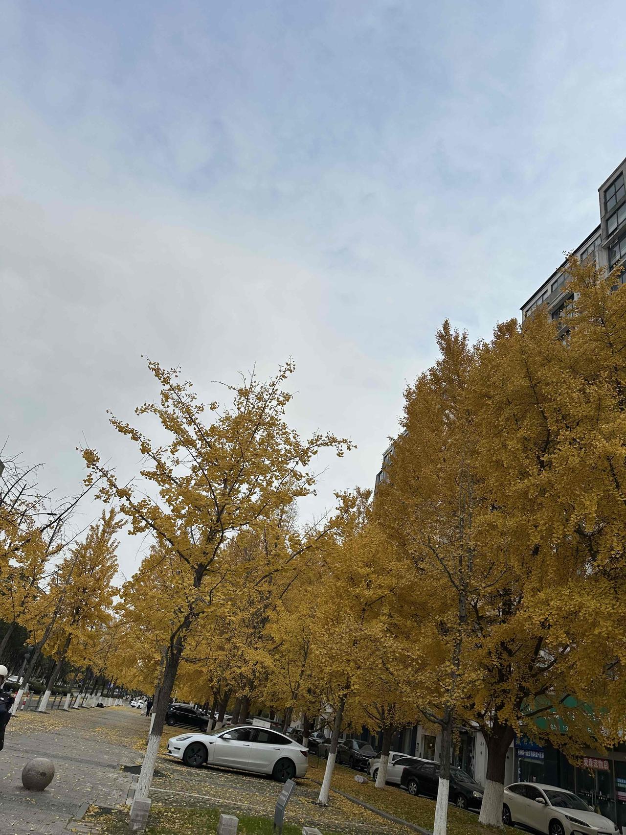 满街银杏裹金衣，这是秋天最慷慨的馈赠吧🍂

下班路过街边，一抬头被这满树的金黄