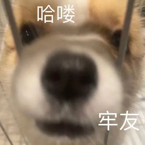 斗图沙雕表情包：你最好闭嘴 更新不易，拿图点赞[心]更多表情包请看主页[心] ​