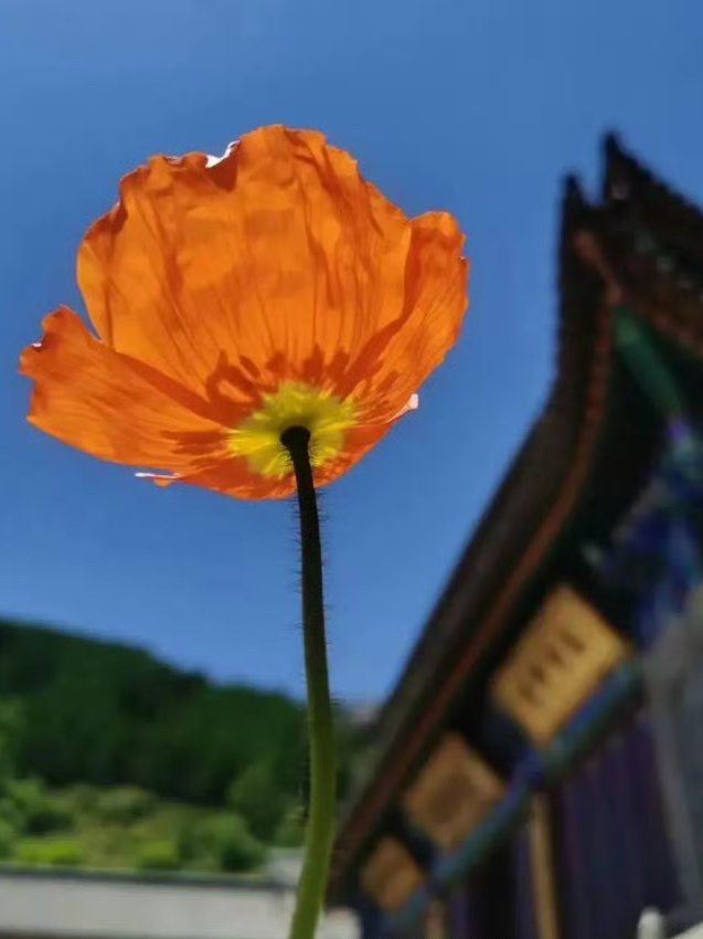 人生中很多重大的问题都无法解决，只能在成长的过程中超越。人有一个很重要的功课就是