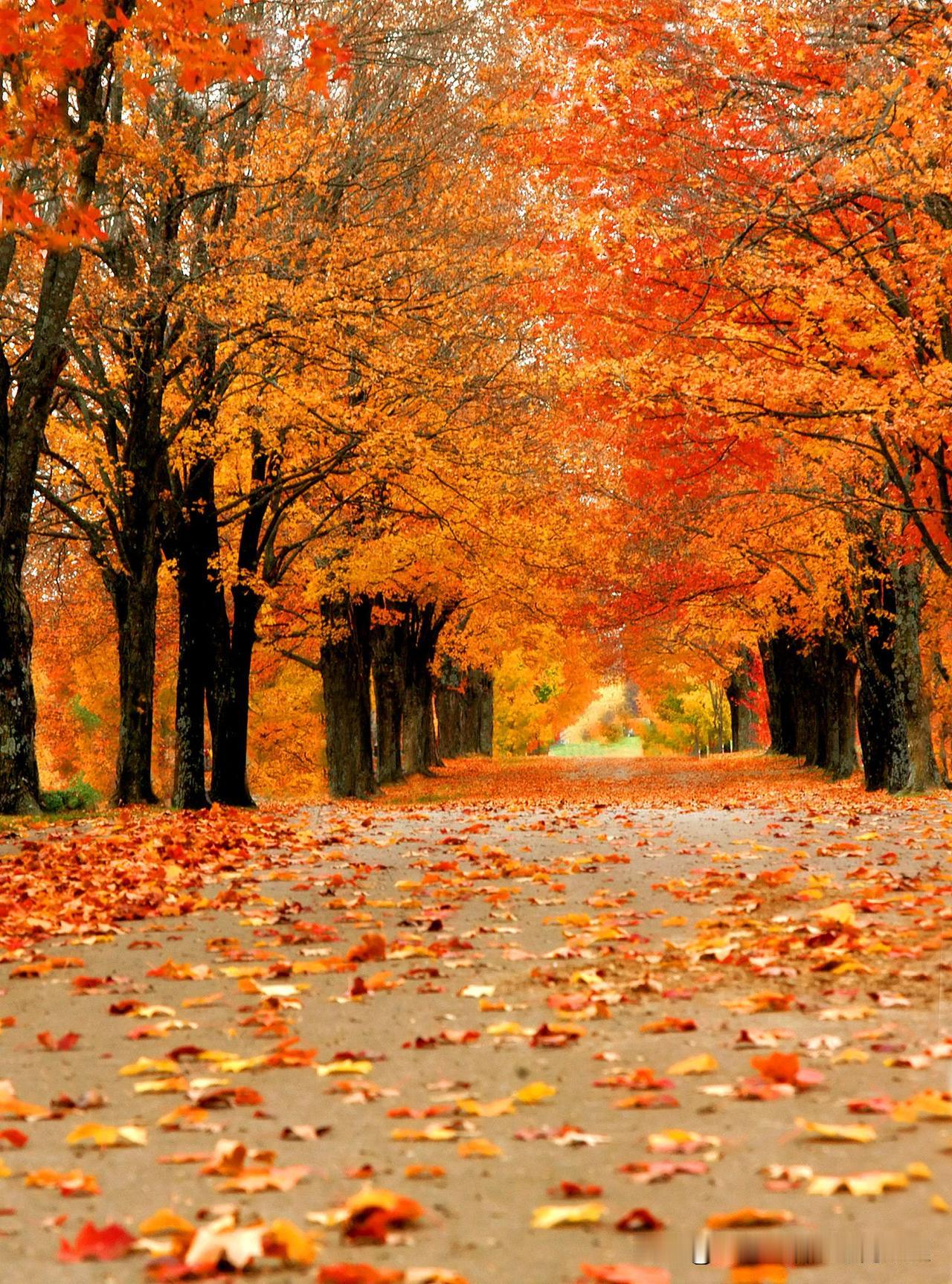 下班路上偶遇这片枫林，真的被美到了！满地的红叶跟地毯似的，两边的树把天遮得严严实