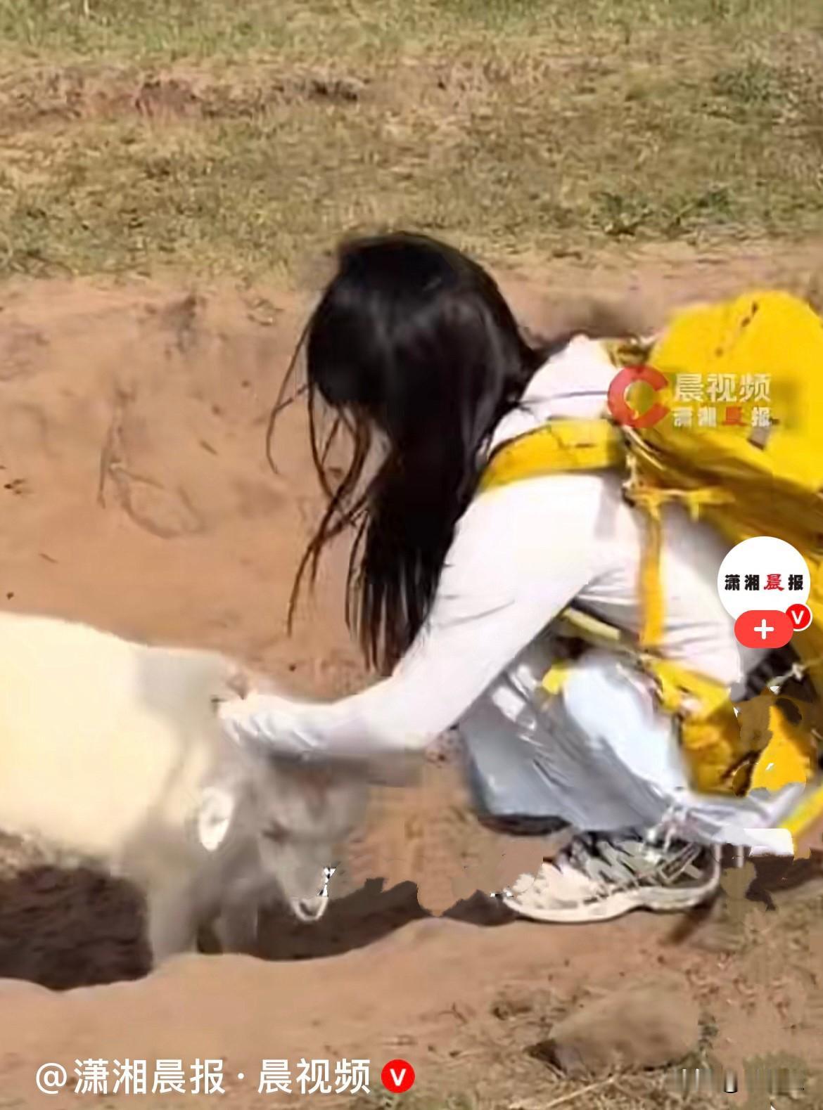 近日，西安一名女孩前往内蒙古赤峰草原旅游，偶遇一只小羊，一人一羊很快玩到一块儿，