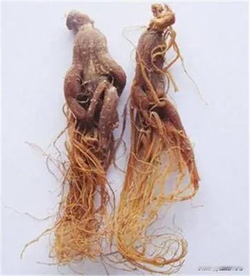 一文读懂各种参的独特作用：让你找到最适合自己的那一款！

在繁忙的现代生活中，我