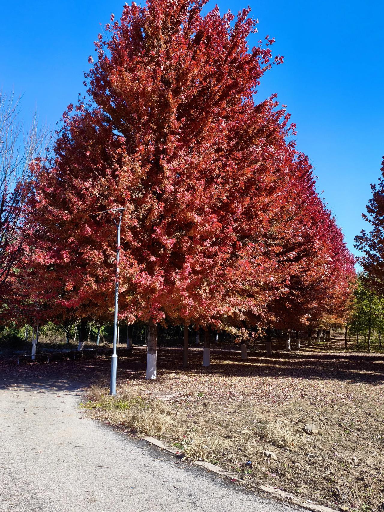 秋去冬来，乐亭古滦河森林公园的枫树叶又红了。