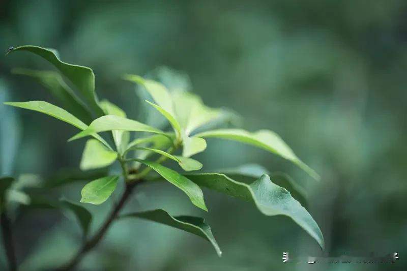 想以“星月知心”做首藏头诗，其实不难。就像有首原创的“星月知心”藏头诗：“星光闪