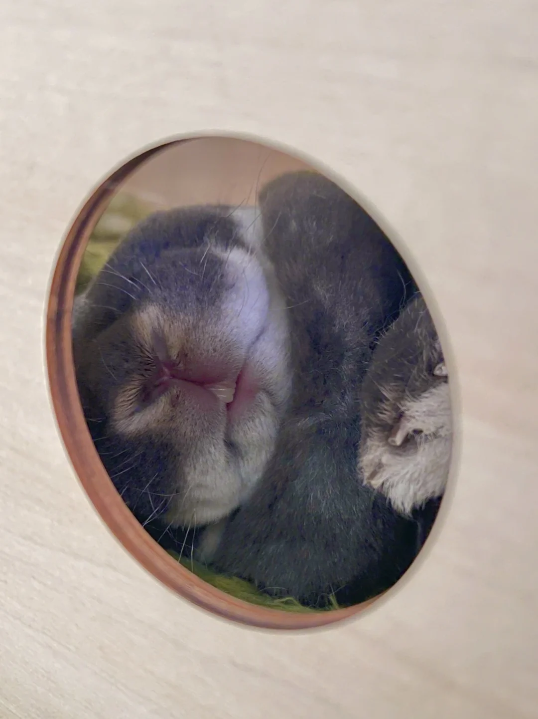 🐰米米小憩中