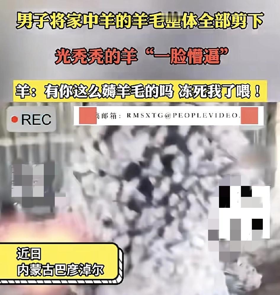 内蒙古巴彦淖尔一位牧羊人把家里养的小黑羊，身上的羊毛全部剪下，身体披在身上感觉特