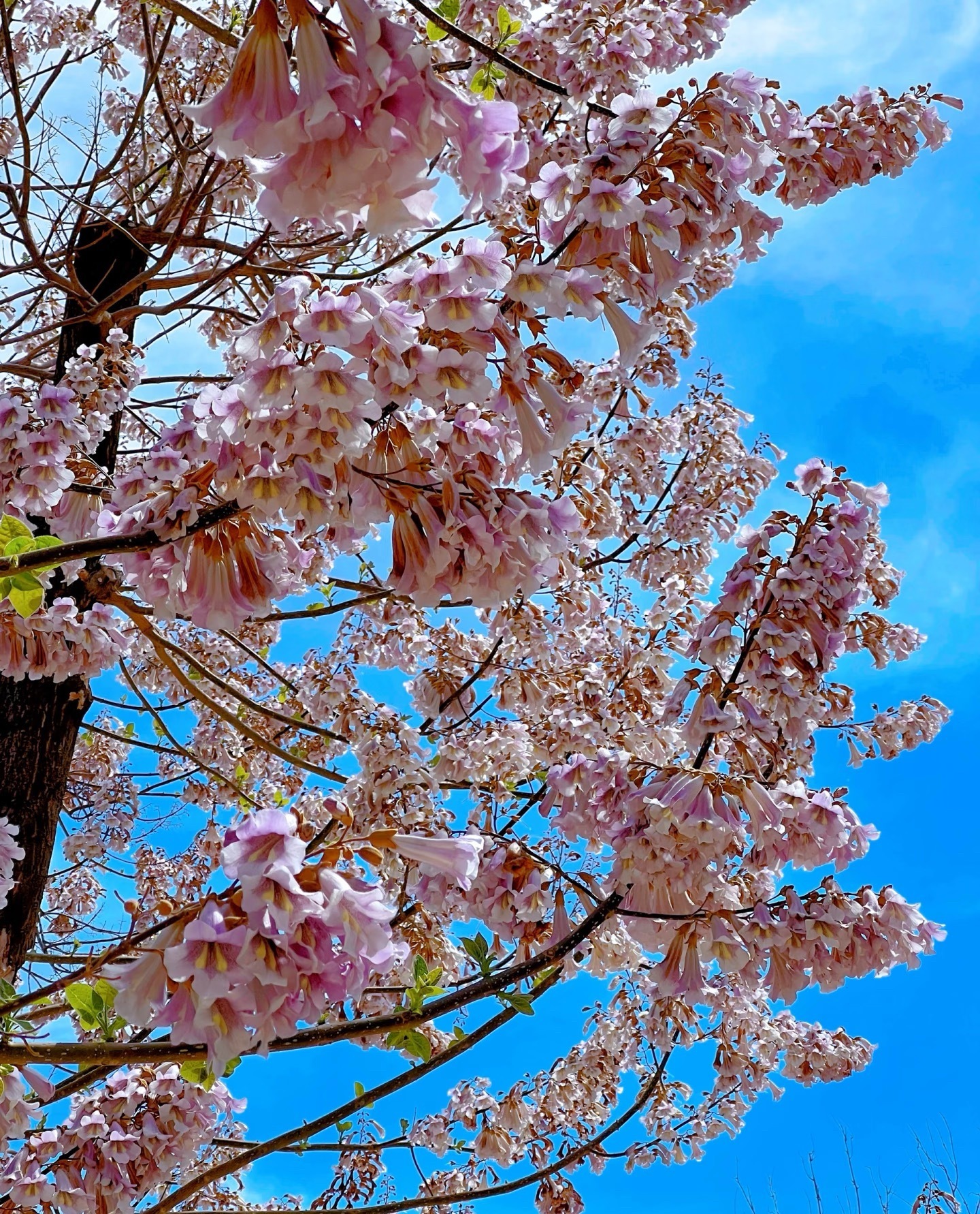 生活手记泡桐树种植方法可分为以下步骤：一、繁殖方式🌲种植文案 种子繁殖种植📖
