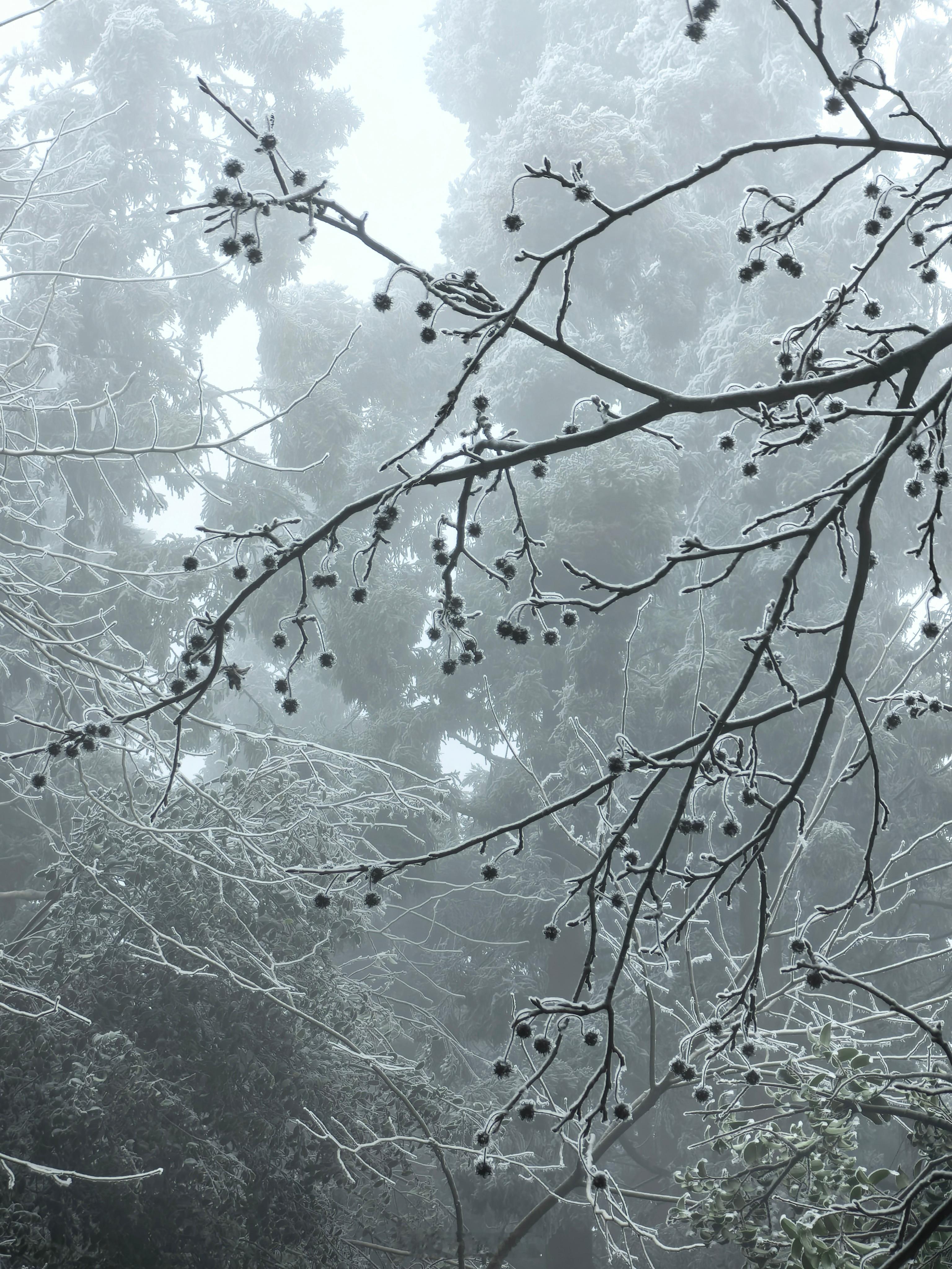 朋友圈又被南岳的雾凇刷屏了，分享一些2024年2月份去湖南衡阳南岳看雾松拍的照片