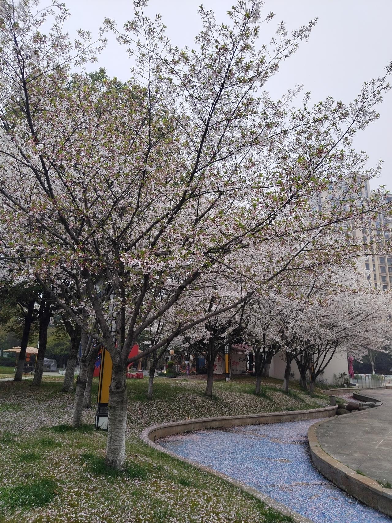 【趣联联趣】
上联：清明客路多悲泣
下联：？
【一字千金】
《樱树下》
木屋樱花