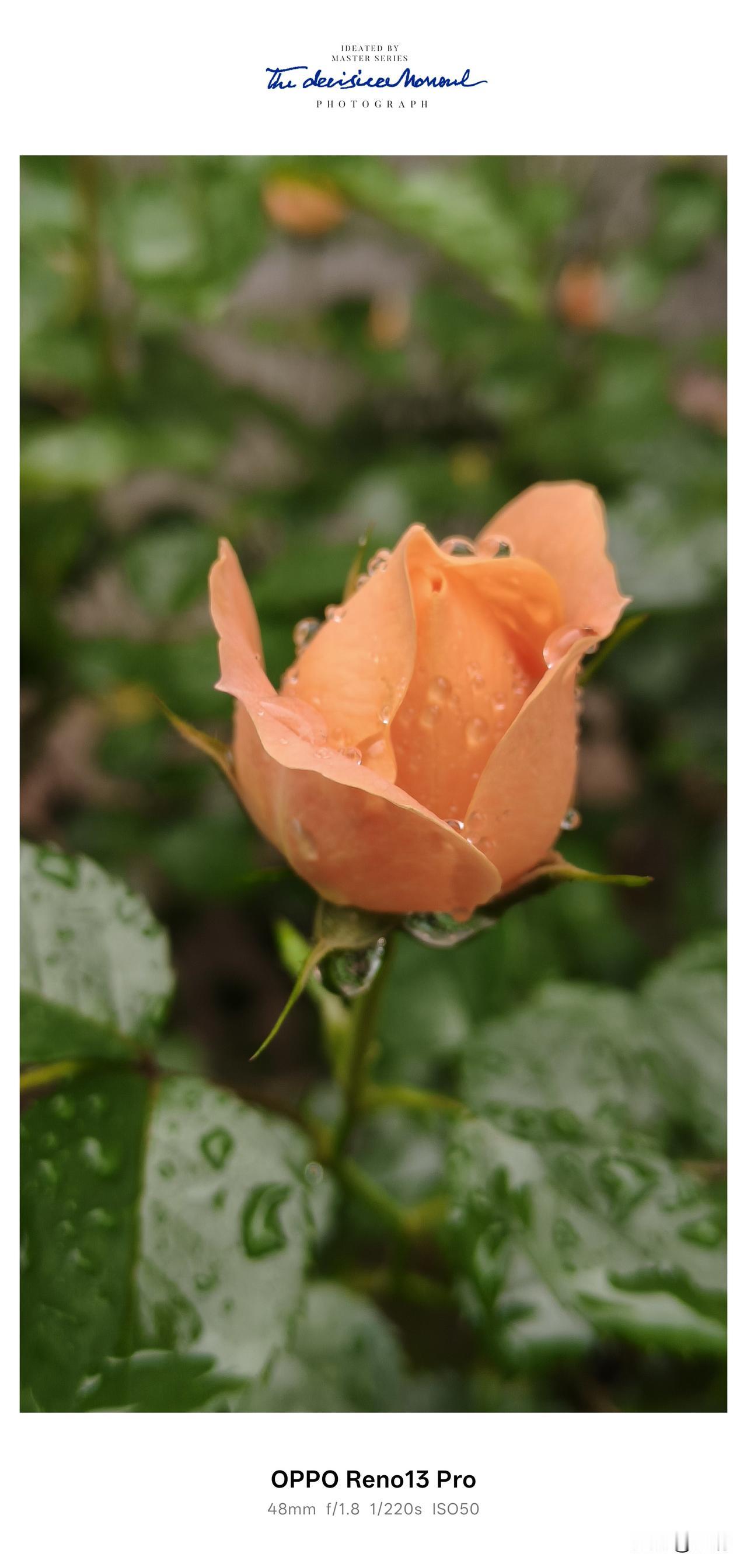 院子里的玫瑰花开了，红的娇艳，黄的妩媚！[赞][赞][赞]玫瑰花 黄玫瑰