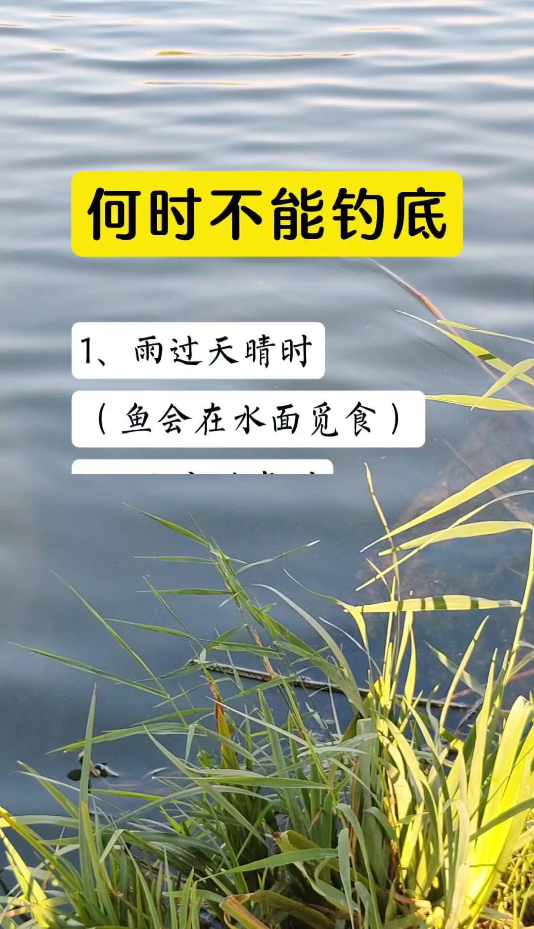 风一吹，鱼就往上跑，别再死守底了。
2025年新数据说：风速超3米/秒，浅水区鲫