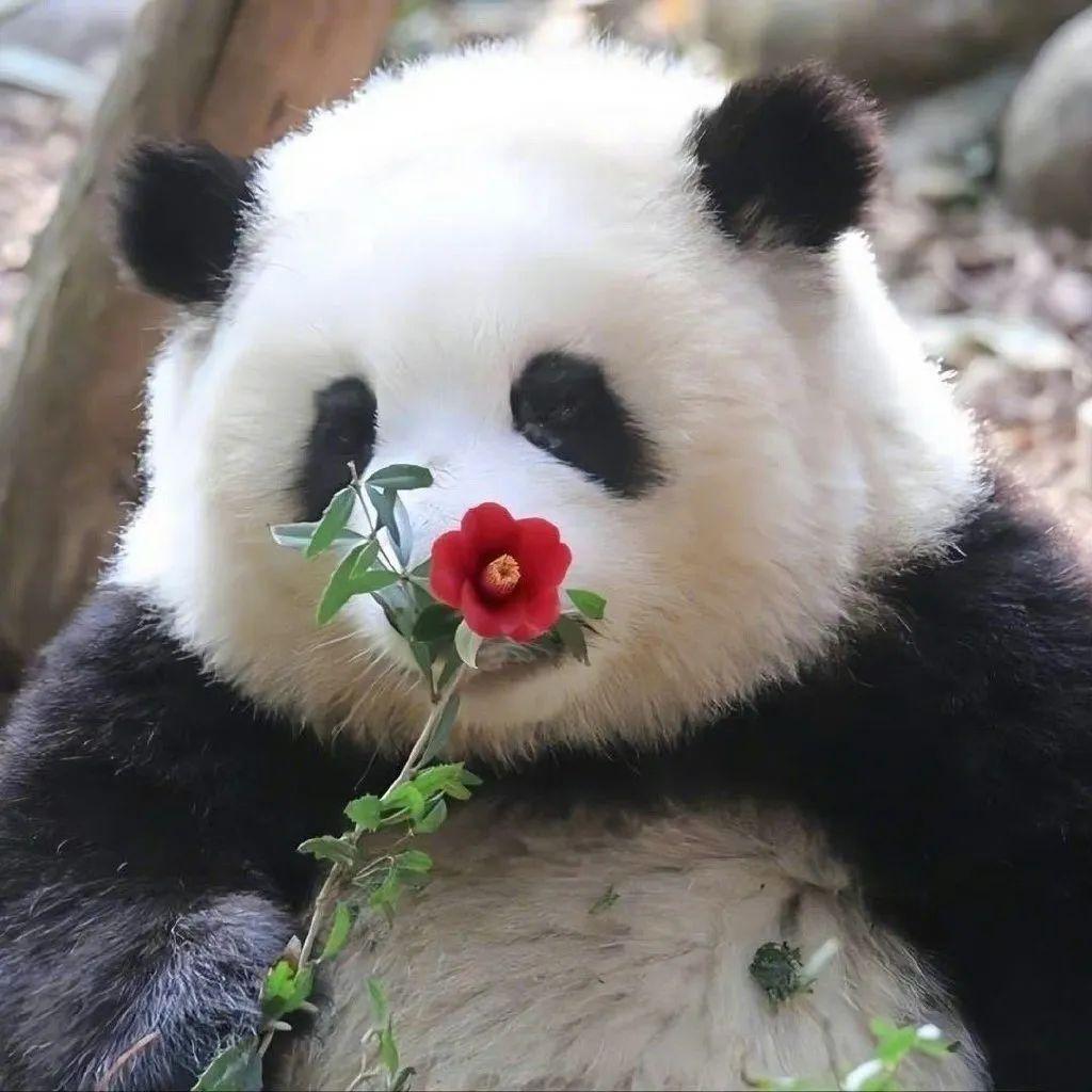 花花被遗忘在外场饲养员被解雇！这么大一个熊猫竟然被遗忘在室外场地，而且在五点多已