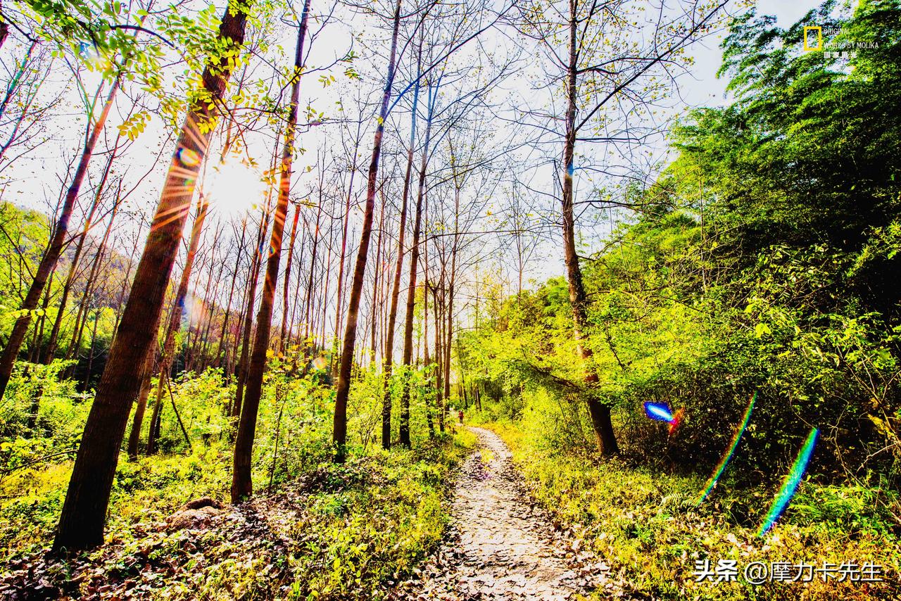 循着林间小路往山野深处走，晨光穿过疏朗林木洒落满地碎金，光晕在草木间折出细碎虹彩
