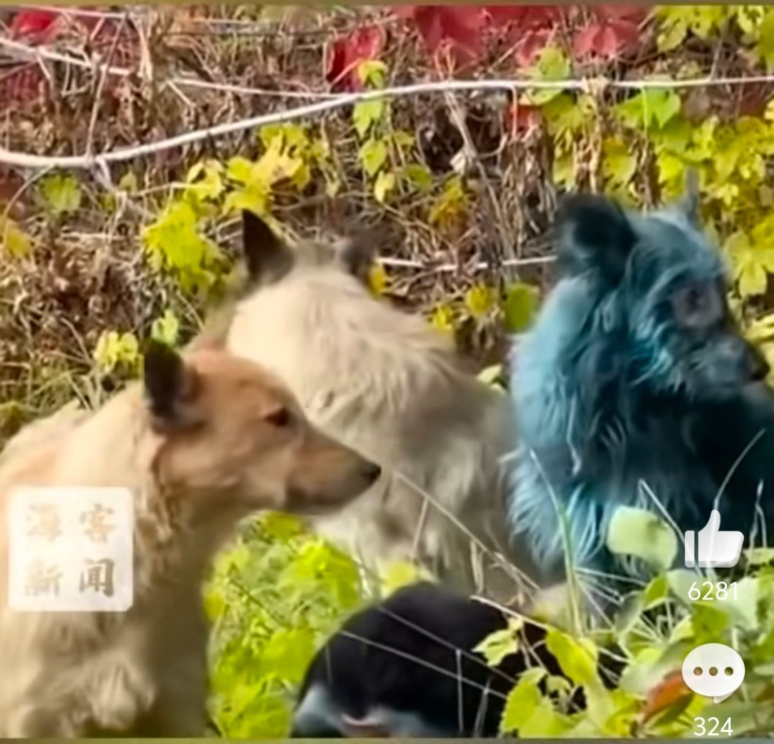 切尔诺贝利核电站附近出现蓝色狗看着这蓝色的狗像是自己染的颜色[笑cry][笑cr