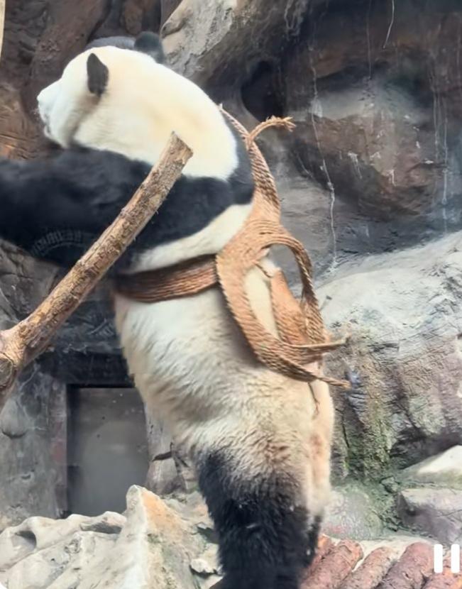 [大笑]萌大啥时候开始闯时尚圈了？这身打扮挺野性挺潮流的呀！草帽变草裙，非常有创