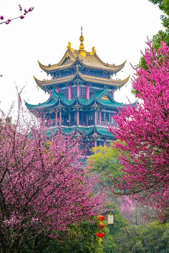 这个春天，一定不要错过鸿恩寺的红梅花🌸