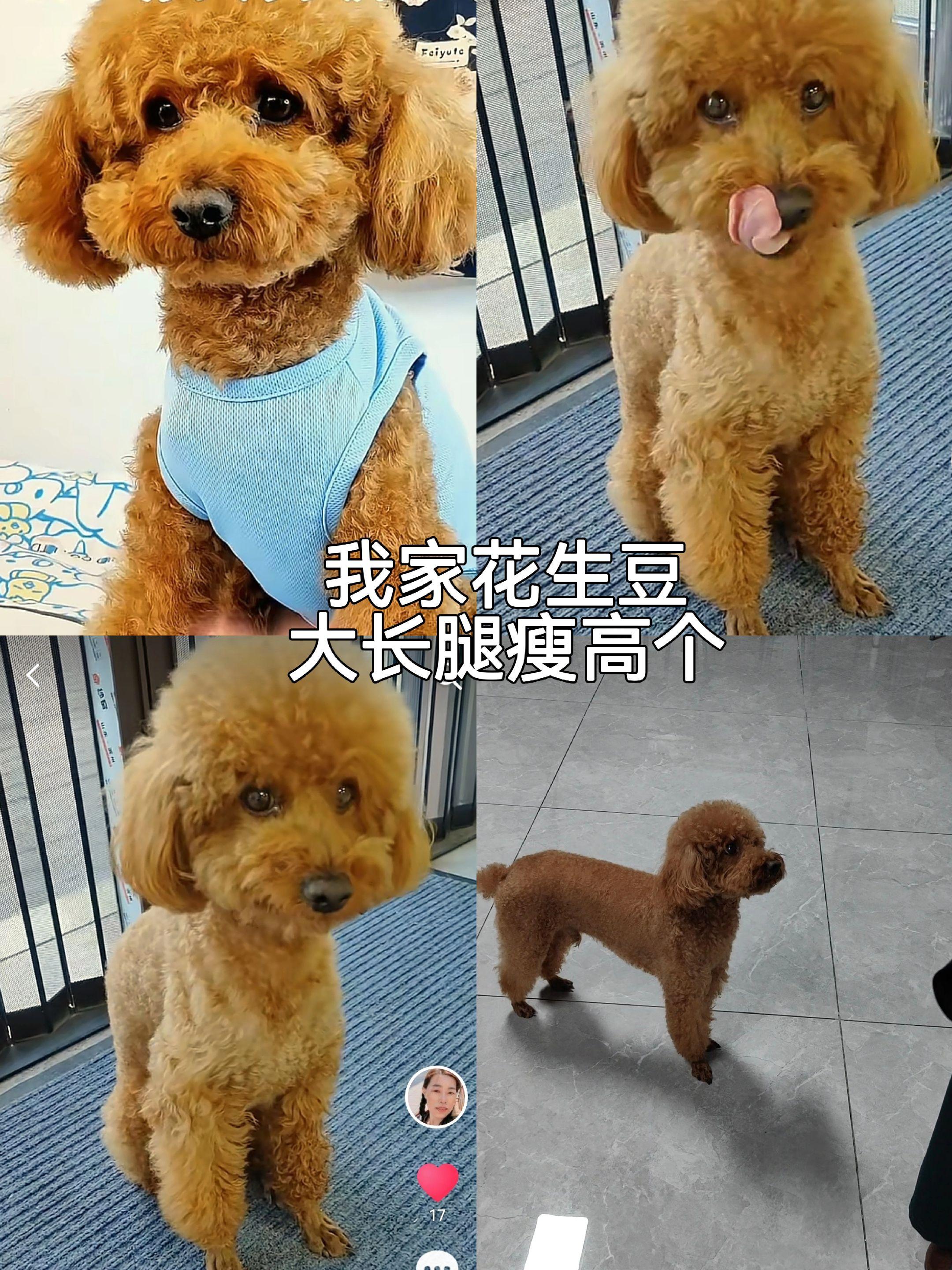 烟台莱州丢狗找狗。我评论了 的作品: 我家的花生豆条条都中了，太乖了...