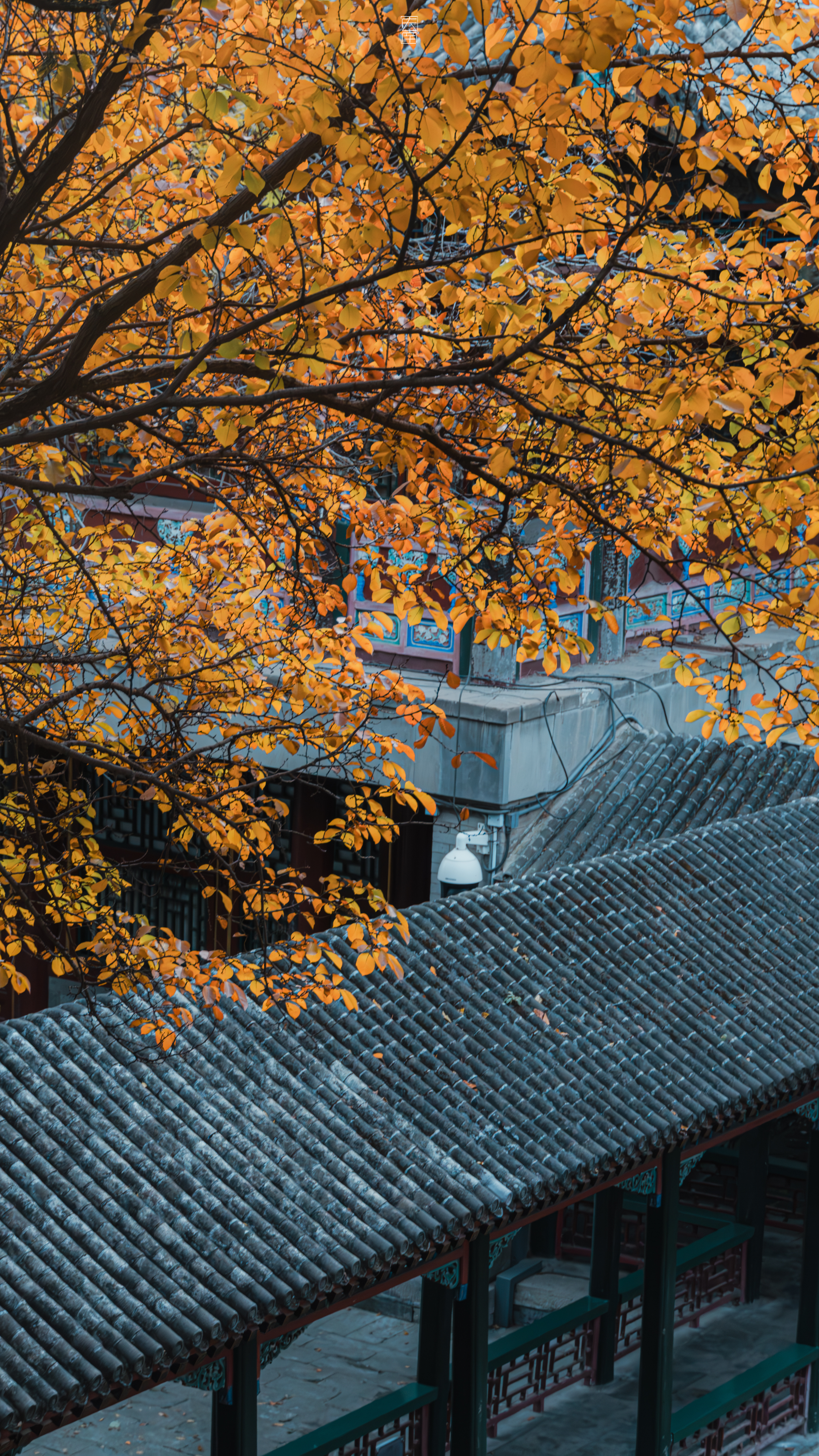 角楼微雨入帘幕，秋色阴沉映琉璃。【北京颐和园谐趣园】🍂摄影