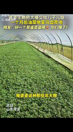 “万万没想到！”山东菏泽，婆婆身体不舒服要休息一个月，就将自己种的油菜大棚交给儿