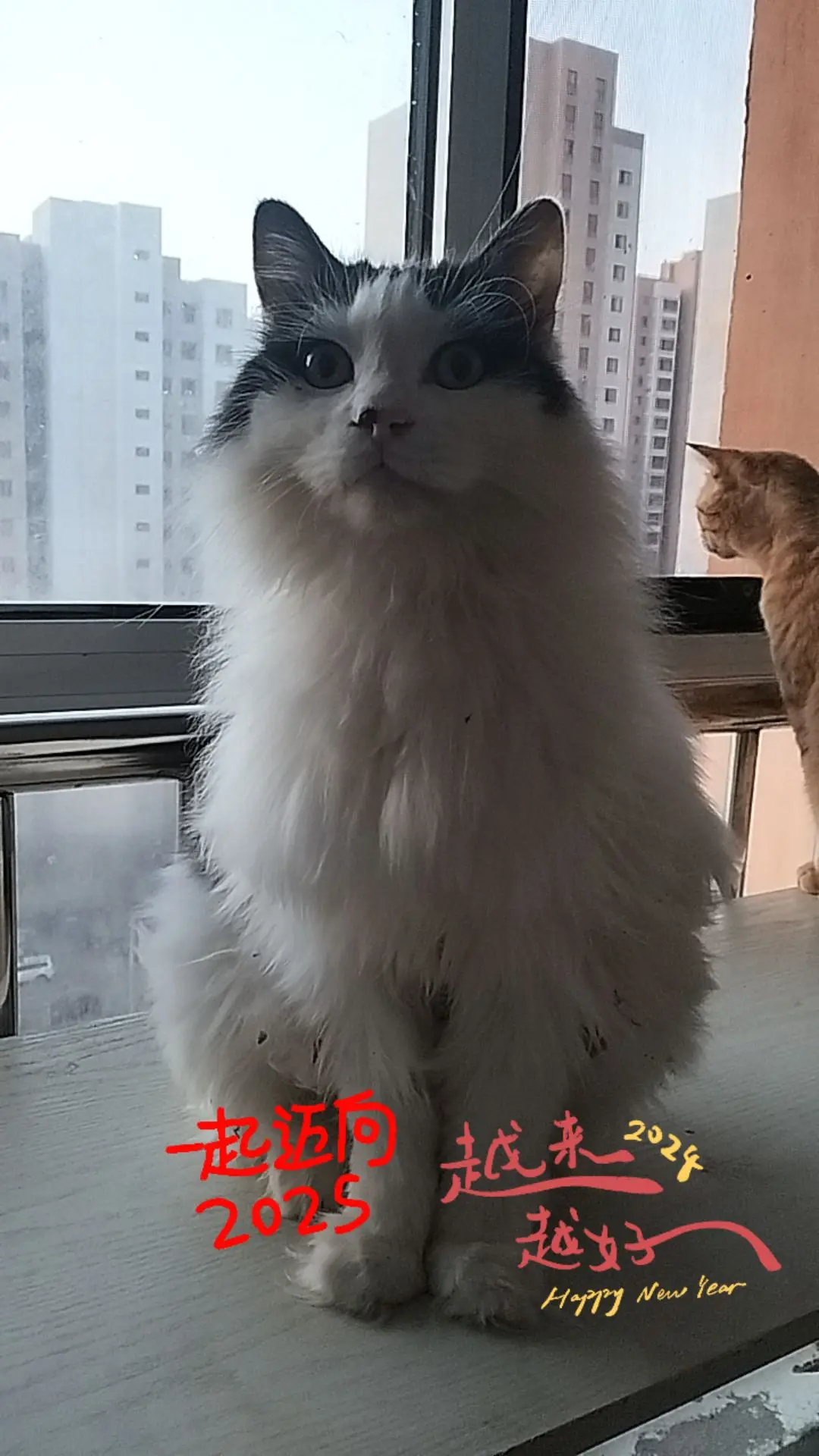 他是我的流浪猫帅帅，生他的时候是我接生的，他妈妈叫点点爸爸叫大王，都去...