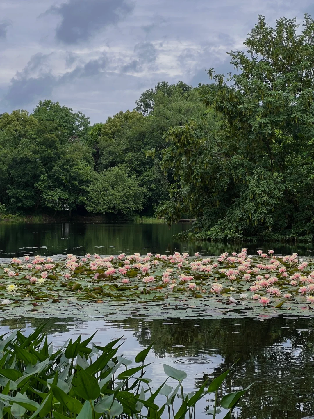 live｜莫奈没有骗我！被西湖边这池睡莲惊艳到