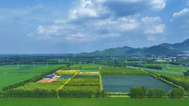 邹平市青阳镇：钟家生姜融合创新产业园开园采摘