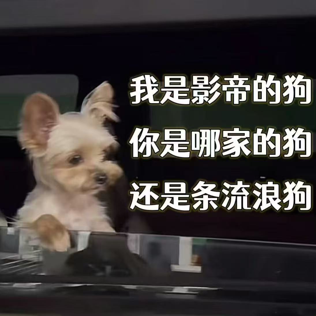 我生来就是搞影帝的 ​​​