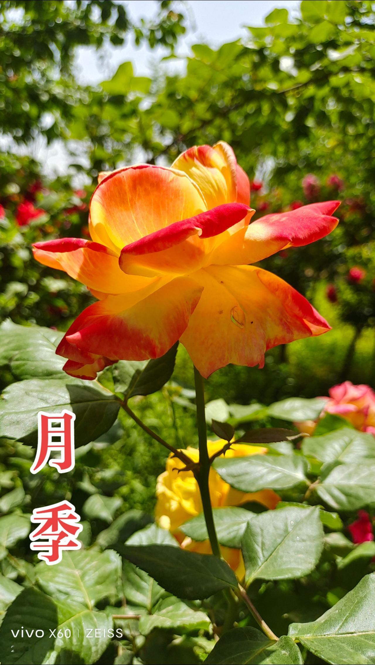 看见音乐 随拍 花朵