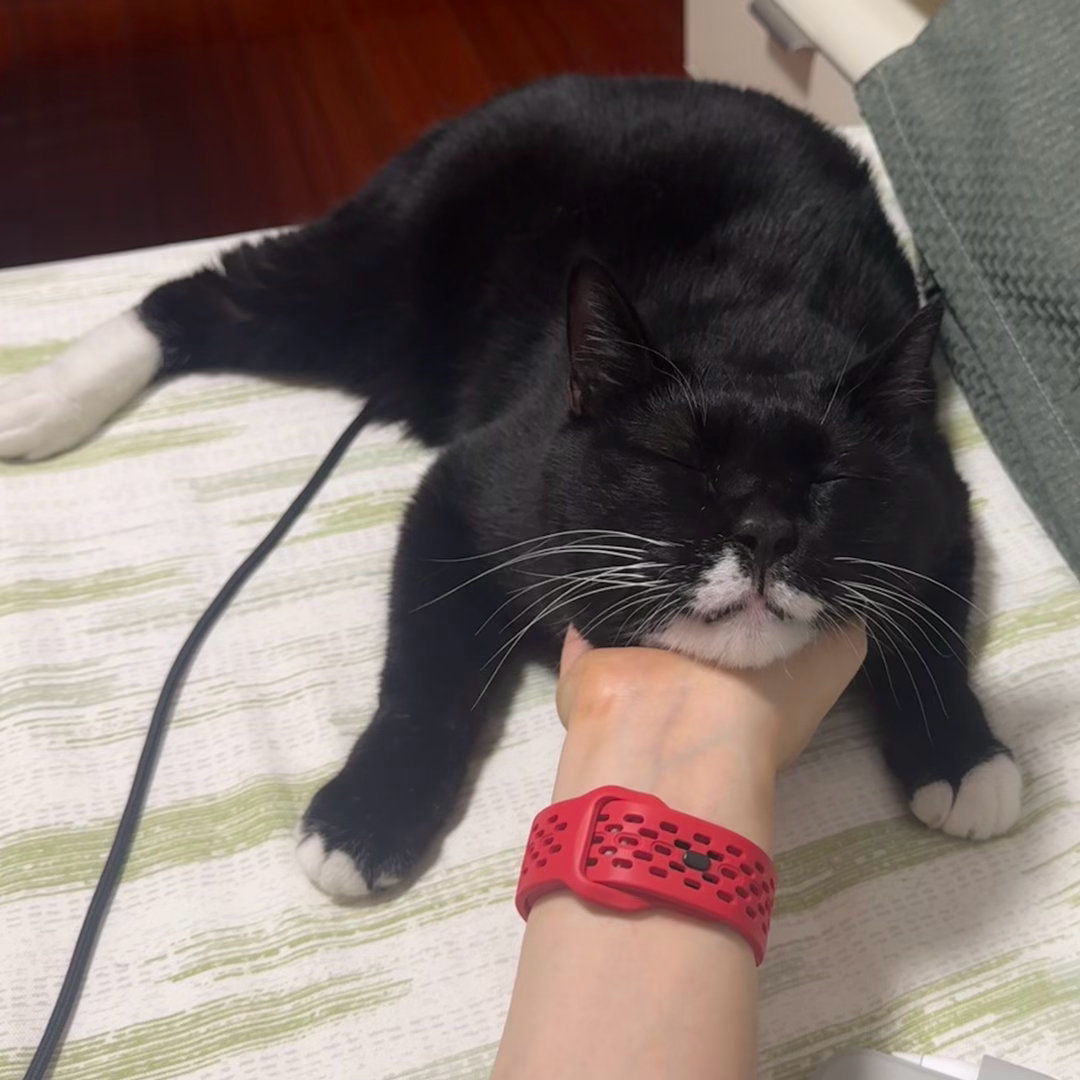 就这样抚摸我，直到我啃咬您。daily奶牛猫 （投稿：） 