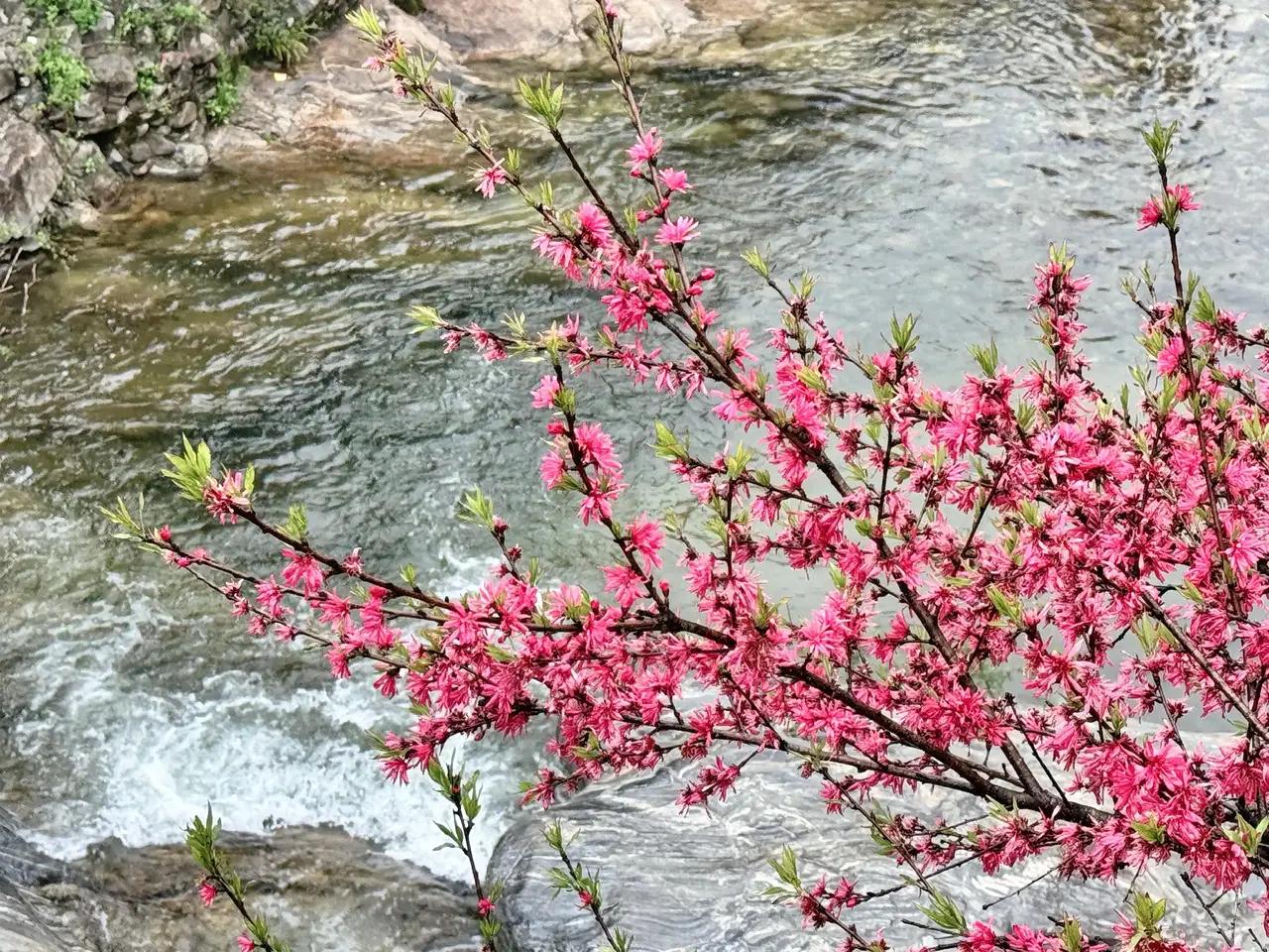 晒图笔记大赛春暖花开的季节，春意盎然，繁花似锦，我在河边等你来赏花。